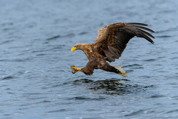 Sticker - White Tailed Eagle (Haliaeetus albicilla), also known as Eurasian sea eagle and white-tailed sea-eagle. The eagle is flying to catch a fish in the delta of the river Oder in Poland, Europe.