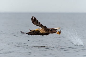 Poster - White Tailed Eagle (Haliaeetus albicilla), also known as Eurasian sea eagle and white-tailed sea-eagle. The eagle is flying to catch a fish in the delta of the river Oder in Poland, Europe.