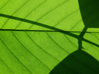 Sticker - texture of green leaf with shadow of the leaf