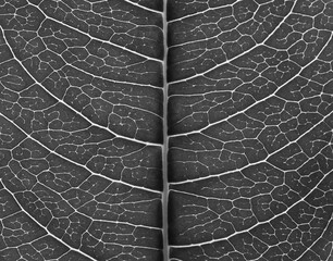 Sticker - close up gray leaf texture