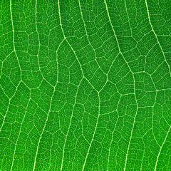 Poster - detail of cell green leaf texture