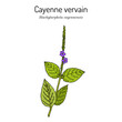 Cayenne snakeweed or false verbena (Stachytarpheta cayennensis), medicinal plant