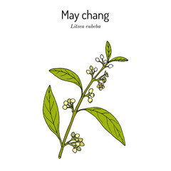 Wall Mural - Aromatic litsea or may chang (Litsea cubeba), medicinal plant