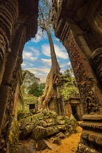 Stunning View Of The Ta Prohm Temple With A Big Old Tree In Siem Reap, Cambodia