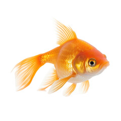 goldfish isolated on transparent background