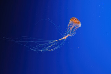 Wall Mural - macro photography underwater northern sea nettle or brown jellyfish jellyfish