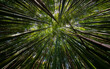 © Vera Kuttelvaserova - bamboo forest - fresh bamboo background