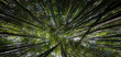 © Vera Kuttelvaserova - bamboo forest - fresh bamboo background