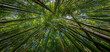 bamboo forest - fresh bamboo background