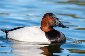 Wall Mural - Canvasback in water