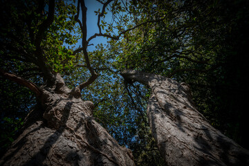 Poster - big old trees - view from below into the treetops