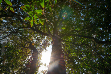 Poster - big old trees - view from below into the treetops