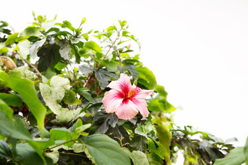 Wall Mural - pink hibiscus on a bush against a white wall