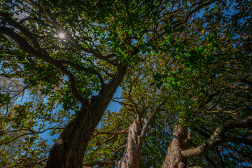 Poster - big old trees - view from below into the treetops