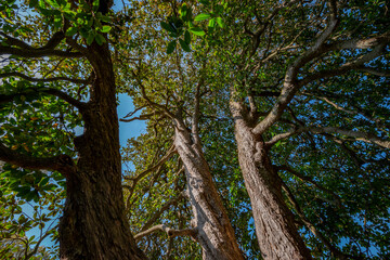 Poster - big old trees - view from below into the treetops