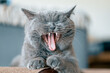 Gähnende Katze