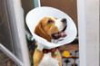 Begle dog wearing a cone after surgery, Treatment