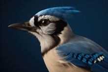 Blue Jay Macro Portrait On Dark Background. Bird Photography. Generative AI.