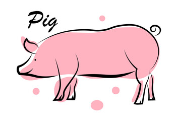 Pink pig on a white background.
