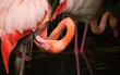 two rose flamingos, head upside down  
