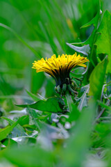 Wall Mural - close up of blooming yellow dandelion flowers or taraxacum officinale in green grass in spring, macr