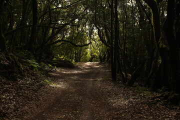 Wall Mural - Path in the forest