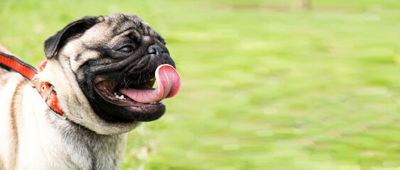 a portrait of a one-year-old pug with a collar in a park on the grass stuck out his tongue. dog walk