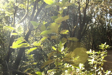 Wall Mural - leaves in the forest