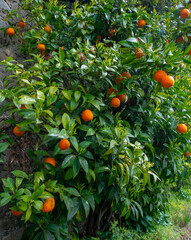 Wall Mural - orange tree in the detail (Bitter orange, Sour Orange - bigarade)