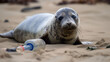 A cute seal sitting on the beach next to a plastic bottle.
