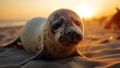 A cute seal that looks sad.