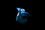 Fototapeta Motyle - Betta fish, Siamese fighting fish, betta halfmoon, Betta splendens, blue halfmoon betta isolated on black background
