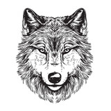 Fototapeta  - Wolf head sketch hand drawn in doodle style illustration