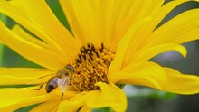 Slow Motion: Bee Is Flying And Collecting Pollen From Yellow Flower - False Sunflower, Heliopsis Helianthoides: Close Up, Macro View. Summer Time, Blooming And Flowers Pollination Concept
