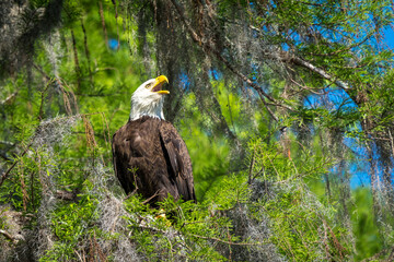 Wall Mural - american bald eagle calling to mate