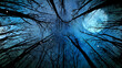 © spidey888 - Moonlight and Snow Through the Trees features a view up toward the sky through silhouetted tree branches looking at a full moon, moving clouds, and snow falling toward viewer