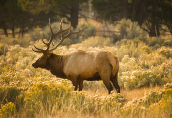 Canvas Print - Bull Elk during Fall Rut