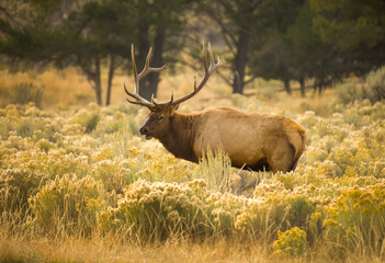 Canvas Print - Bull Elk during Fall Rut