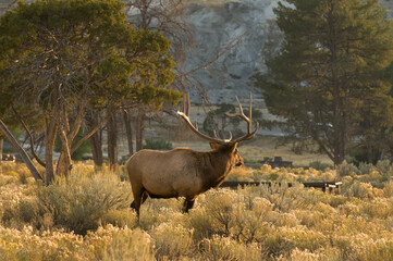 Canvas Print - Bull Elk during Fall Rut