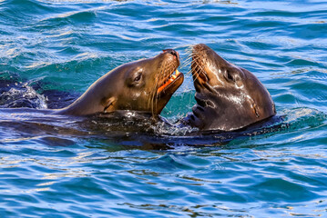 Cabo San Lucas, Mexico