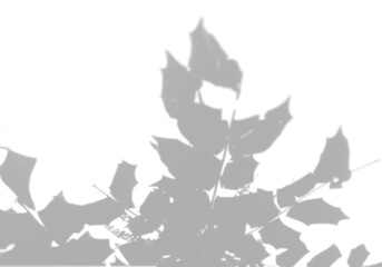 Wall Mural - The shadow of the leaves of a tree on a white wall. A tropical tree. Black and white image for photo overlay or mockup