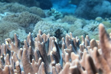 coral texture underwater background reef abstract sea