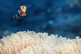 clown fish on an anemone underwater reef in the tropical ocean
