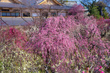 Fototapeta Dziecięca - 京都　北野天満宮の梅苑　花の庭