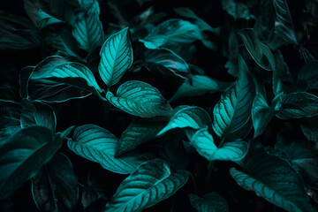  Tropical leaf forest glow in the dark background with copy space. High contrast concept