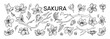 © Natalia - Sakura flowers. Blossoms sketch. Line petals. Outline hand drawn Japanese plant leaves and branches. Japan bloom icons. Oriental botanical logo. Vector tidy isolated floral elements set