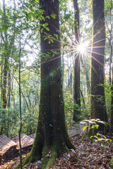 Poster - An empty boardwalk in the cloud forest at sunrise.