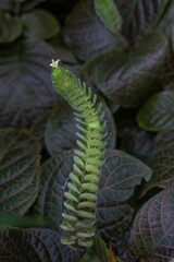 Poster - Vertical shot of fittonia gigantea plant with green leaves in background