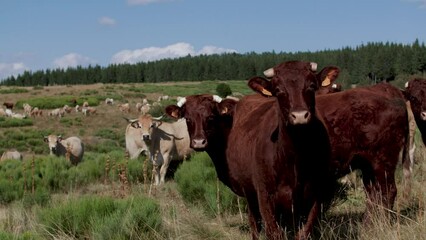 Poster - Group of cows in the field, agricultural and farming concept