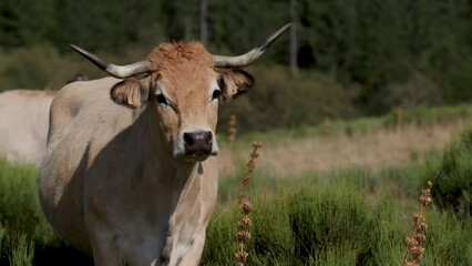 Poster - Group of cows in the field, agricultural and farming concept